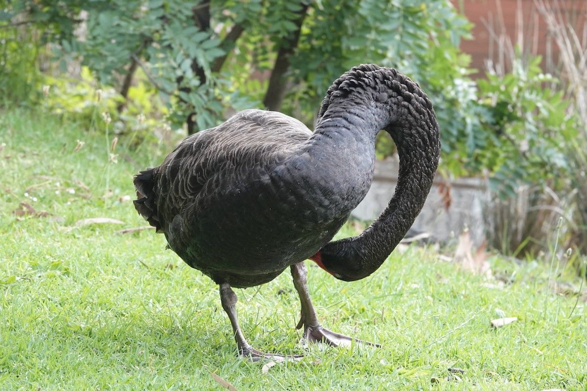 Black Swan - ML646590431