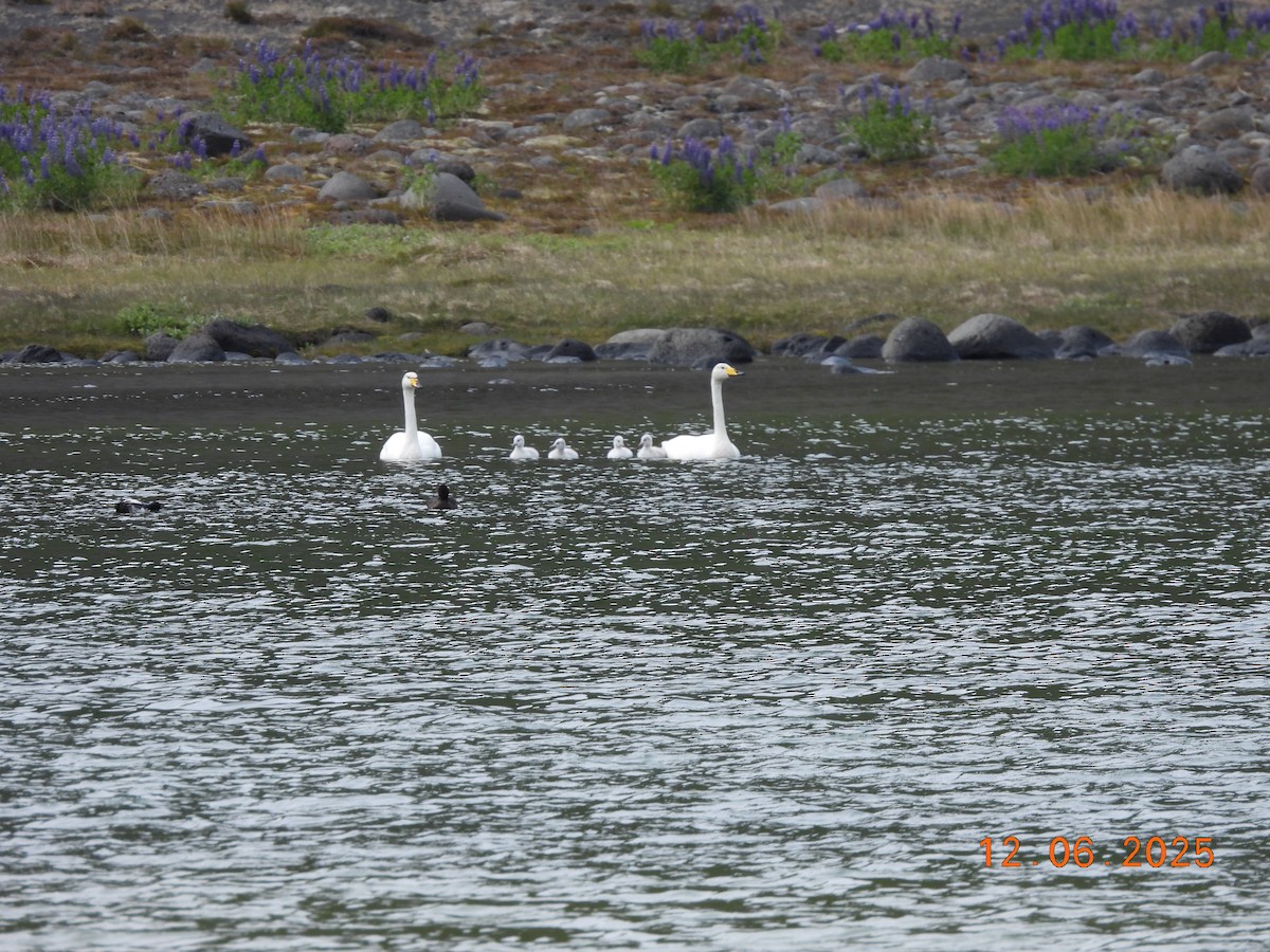 Лебедь-кликун - ML646590432