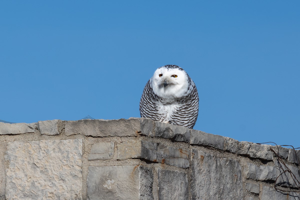 לילית שלג - ML646590433