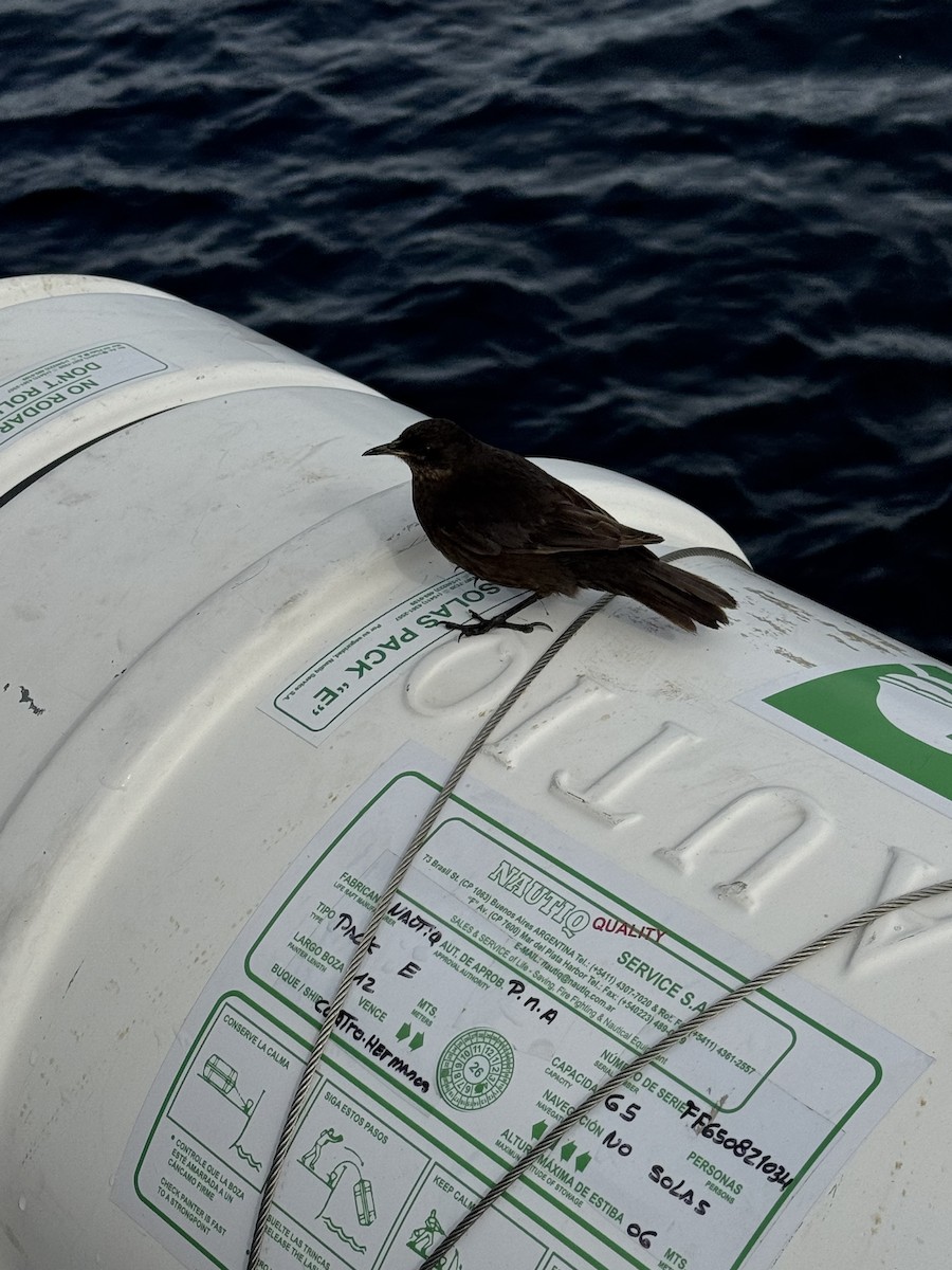 Cinclode fuligineux - ML646590434