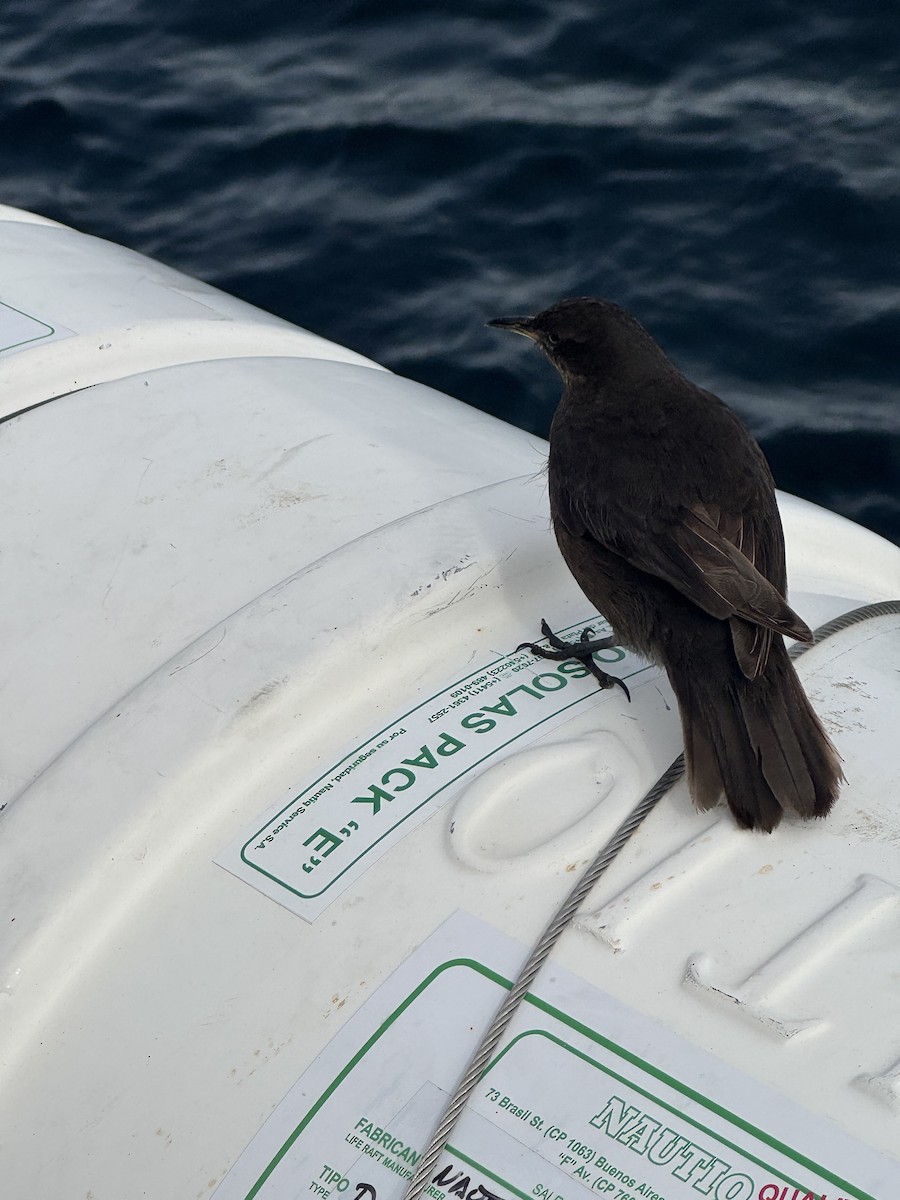 Cinclode fuligineux - ML646590435