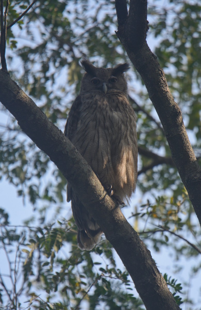 Dusky Eagle-Owl - ML646590441