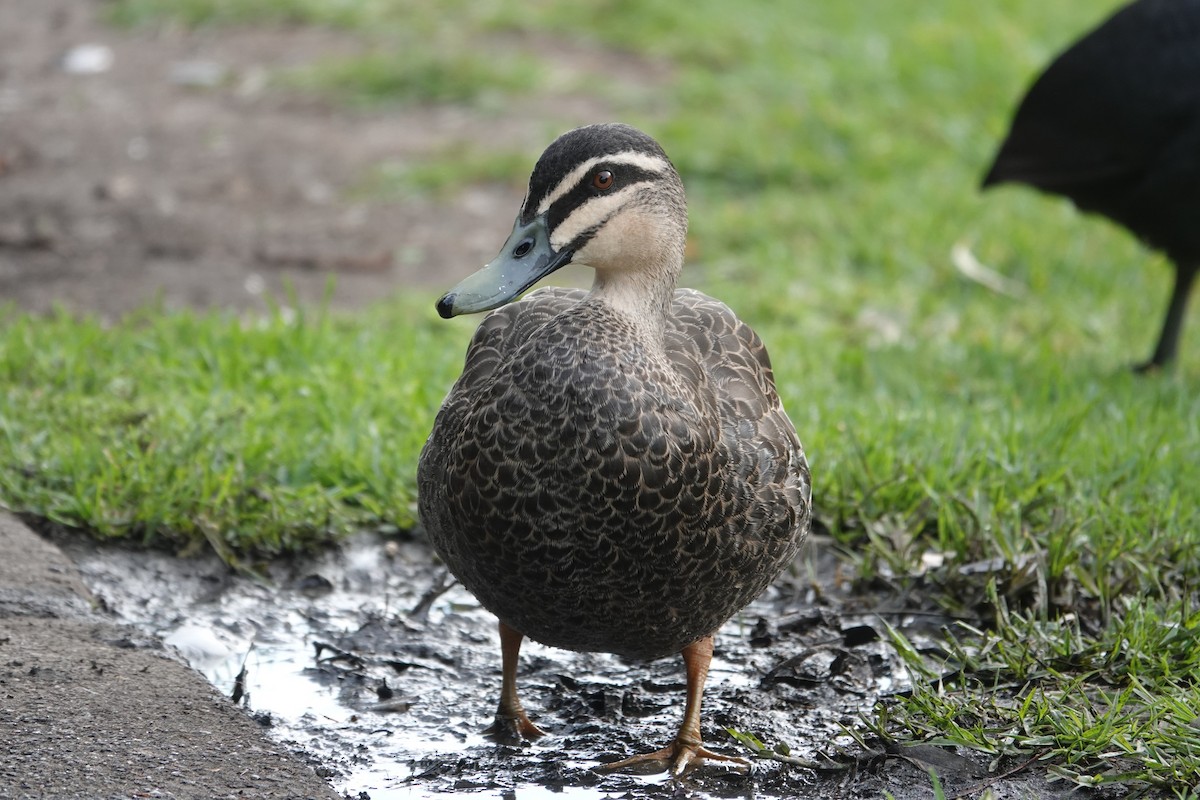 Pacific Black Duck - ML646590442