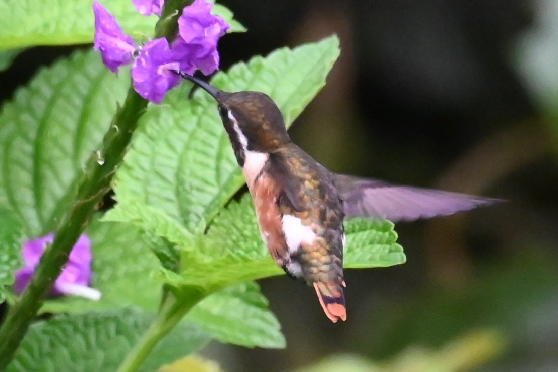 Ak Göbekli Ormanyıldızı - ML646590443