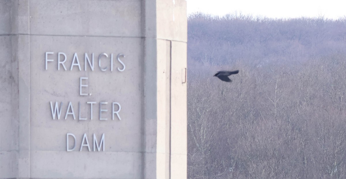 Common Raven - ML646590444