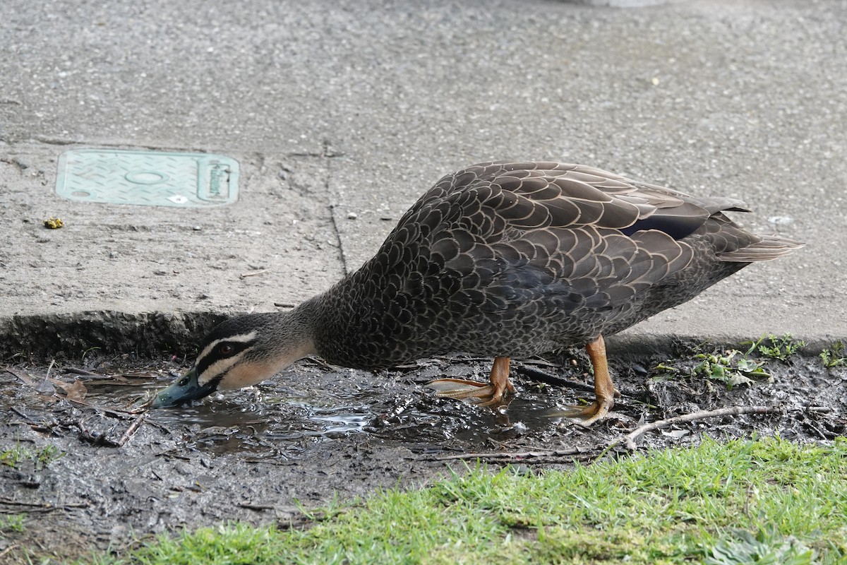 Pacific Black Duck - ML646590445