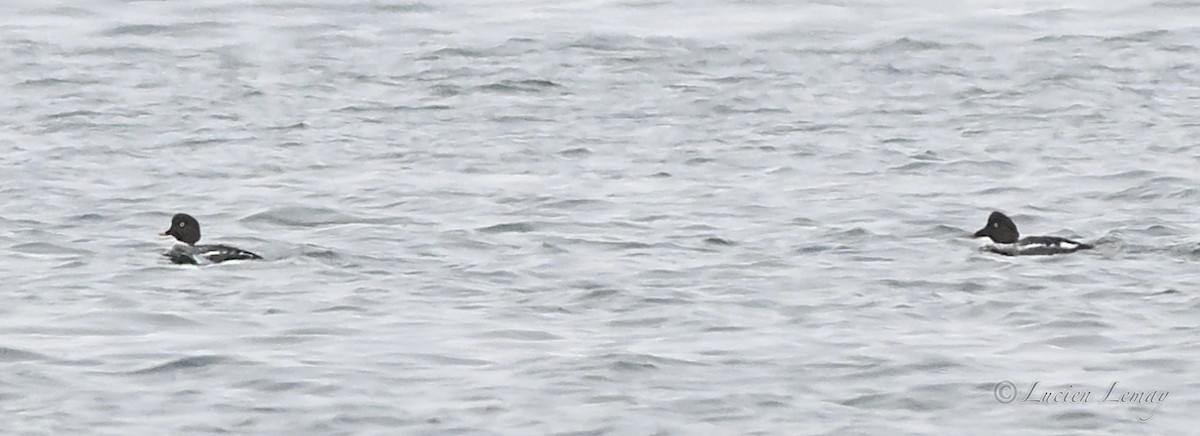 עבראש איסלנדי - ML646590446