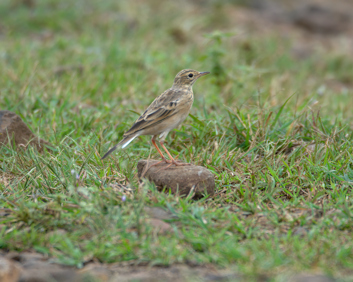 linduška rýžová - ML646590451