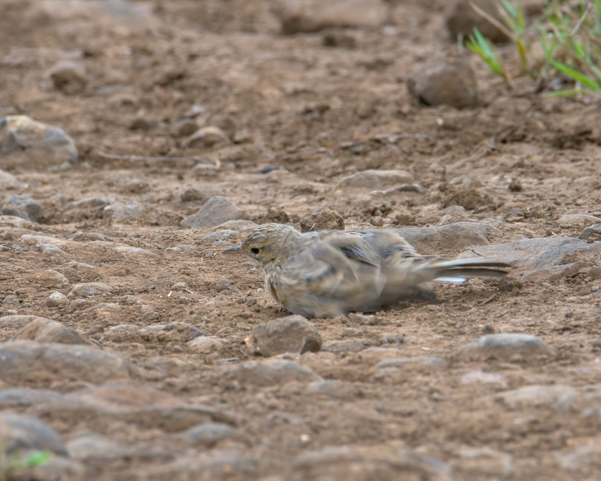 linduška rýžová - ML646590452