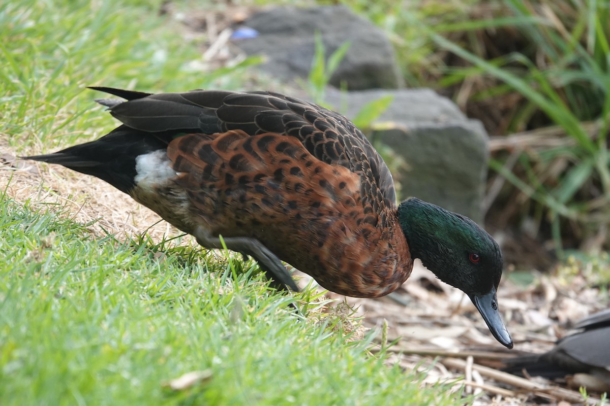 Chestnut Teal - ML646590455