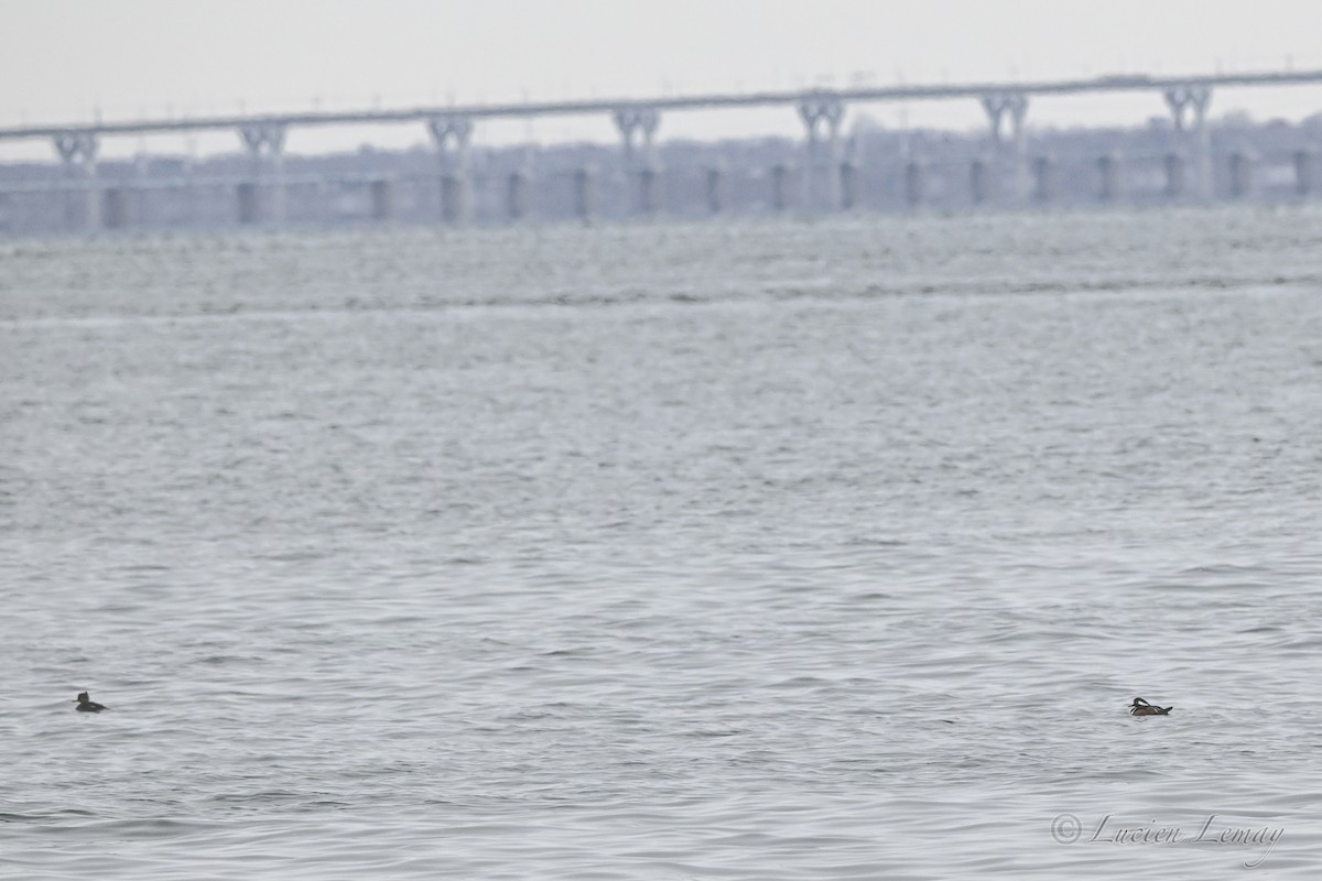 מרגון מקושט - ML646590457