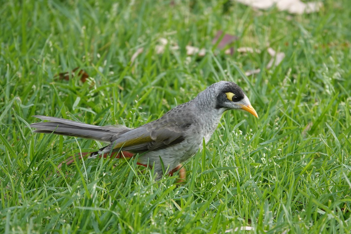 Noisy Miner - ML646590458