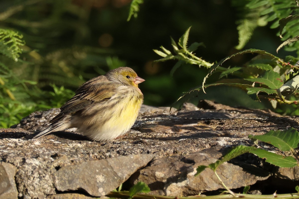 kanár divoký - ML646590459