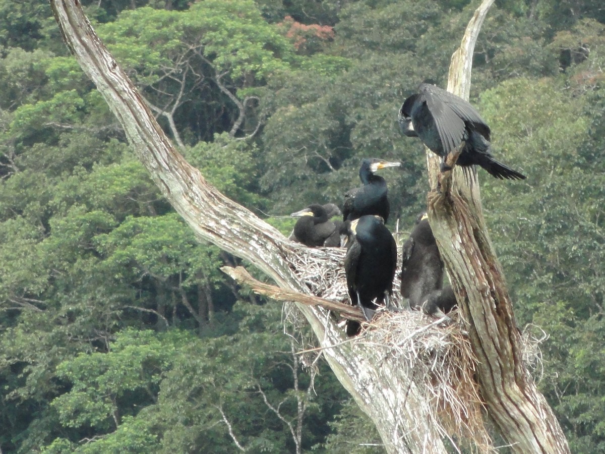 カワウ - ML646590460