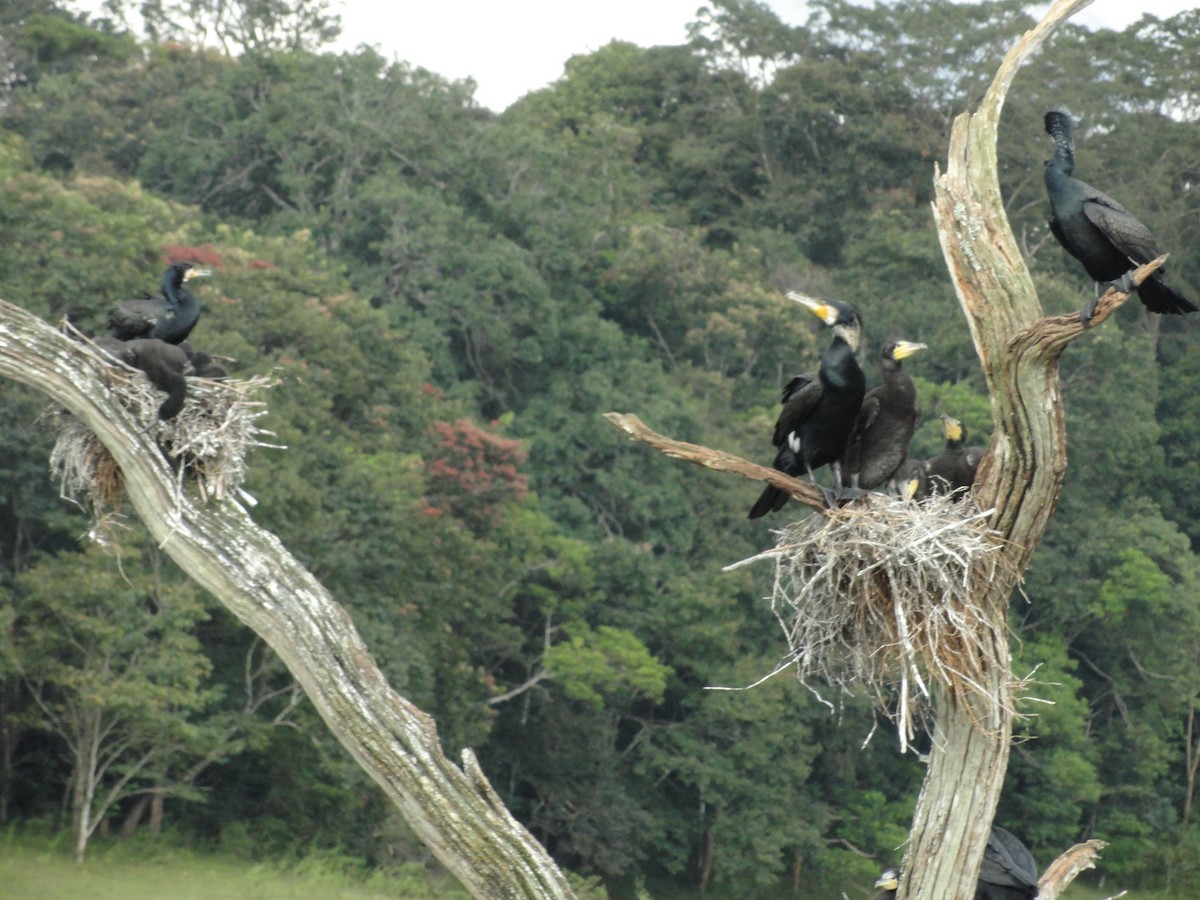 カワウ - ML646590461