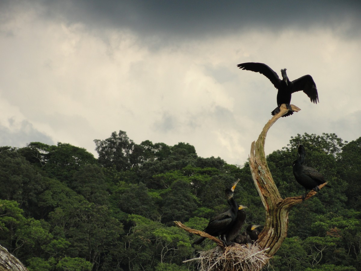 カワウ - ML646590462