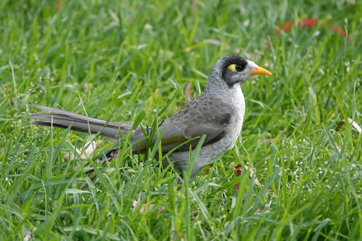 Noisy Miner - ML646590464