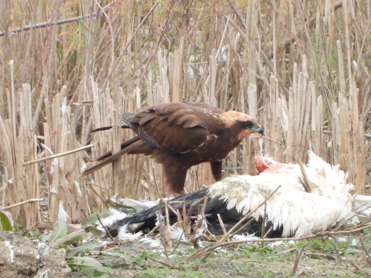 Western Marsh Harrier - ML646590469