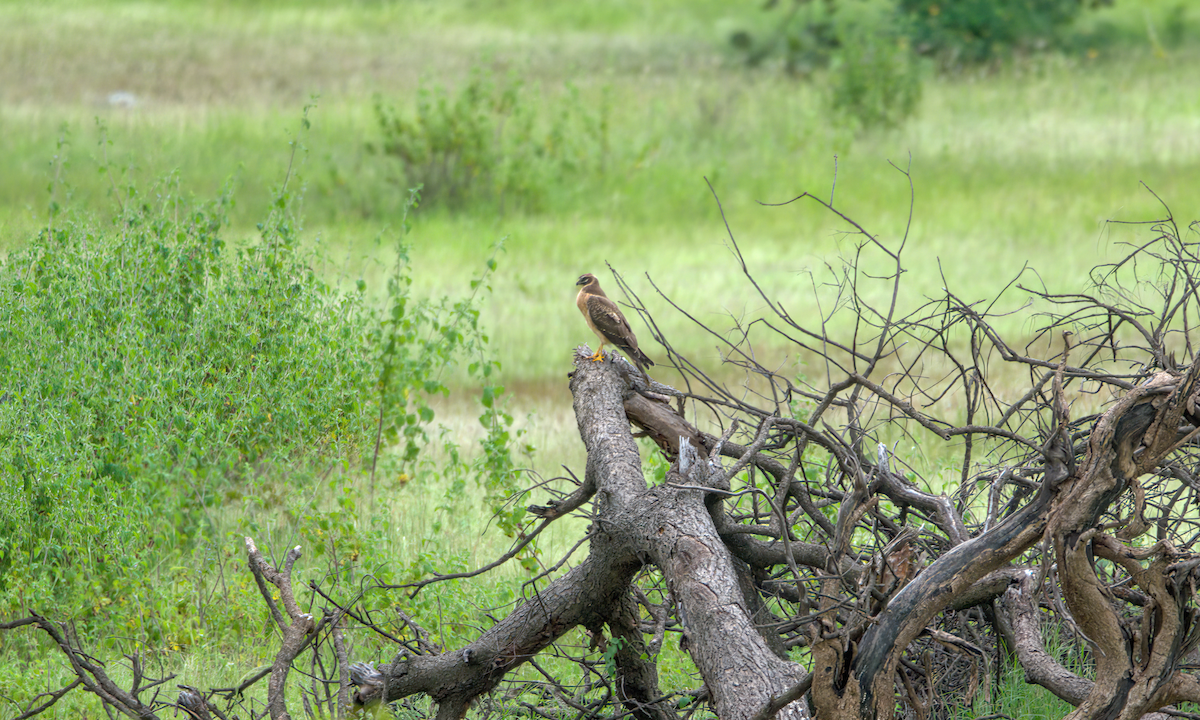 moták stepní - ML646590474