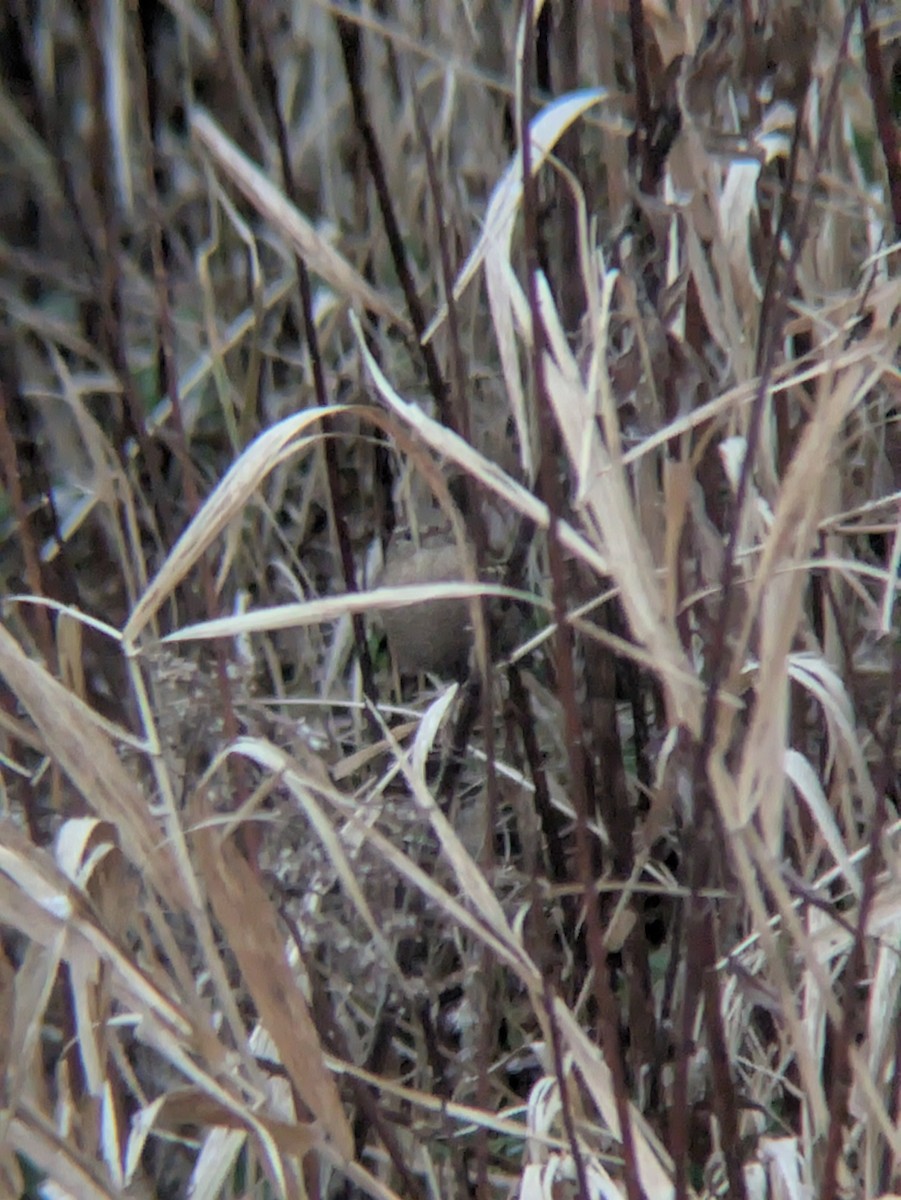 Winter Wren - ML646590478