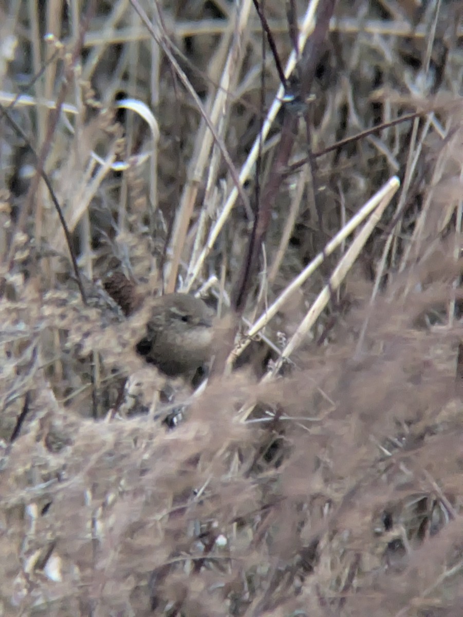 Winter Wren - ML646590479