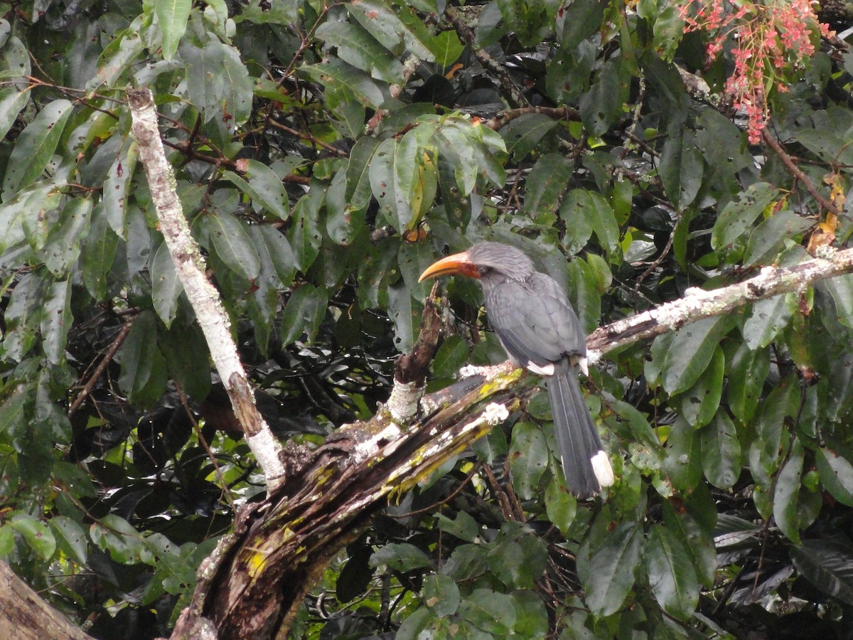 ニシインドコサイチョウ - ML646590480