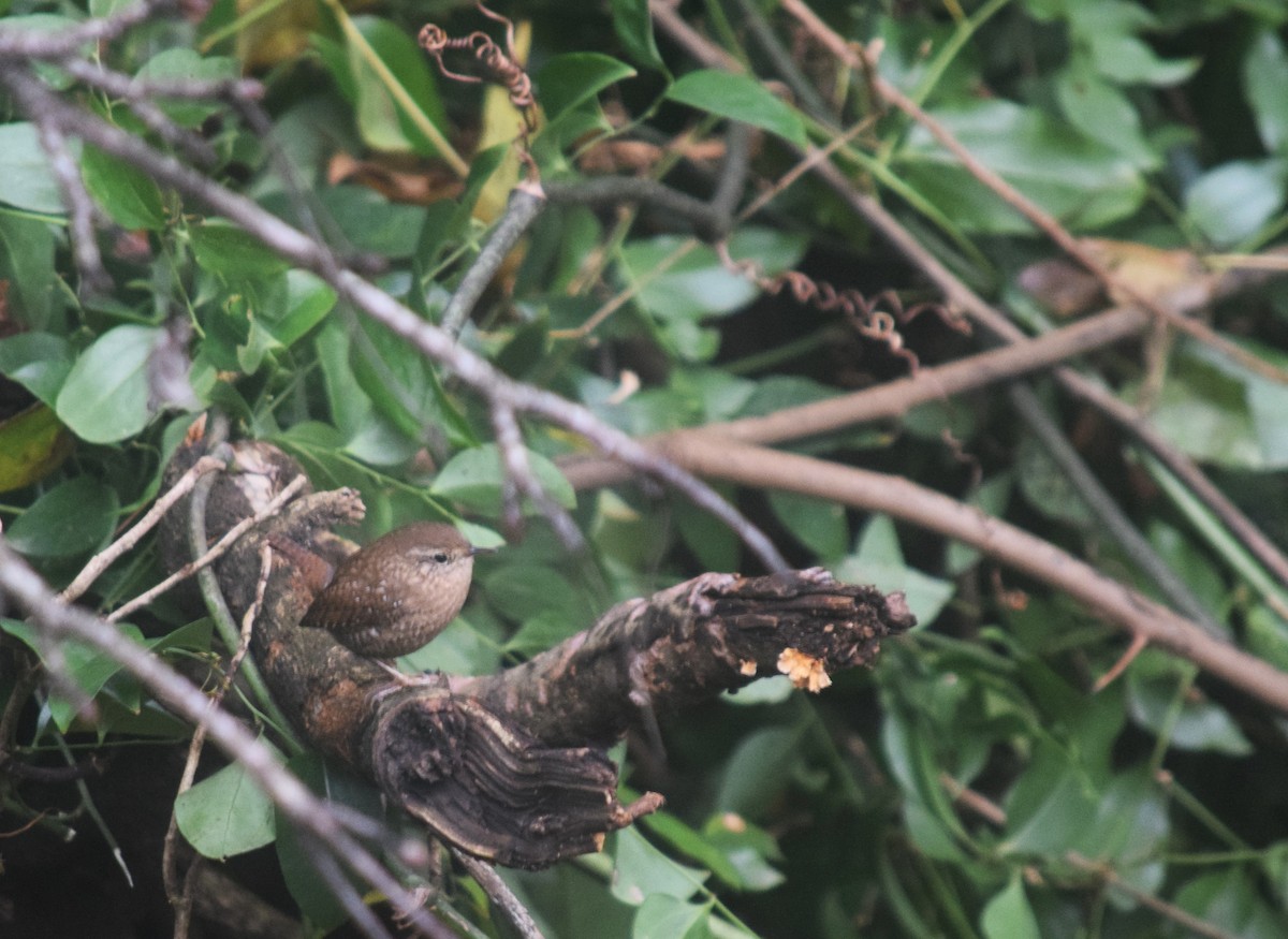Winter Wren - ML646590481