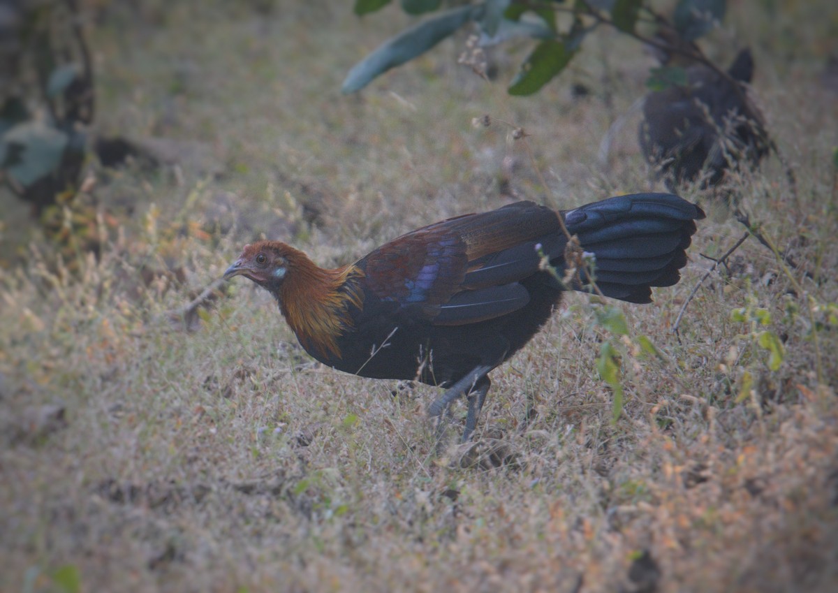 Red Junglefowl - ML646590485