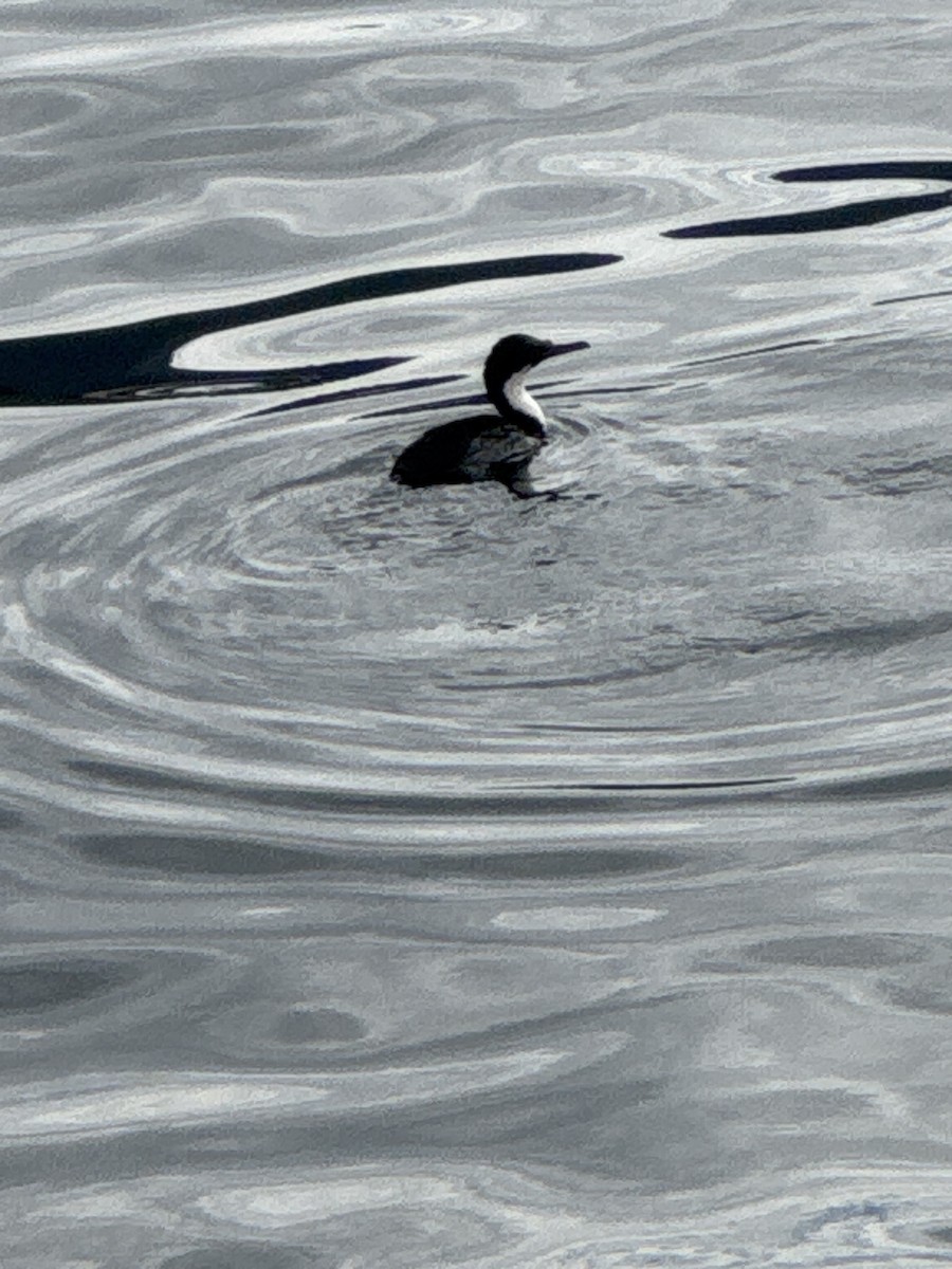 Cormoran impérial - ML646590486