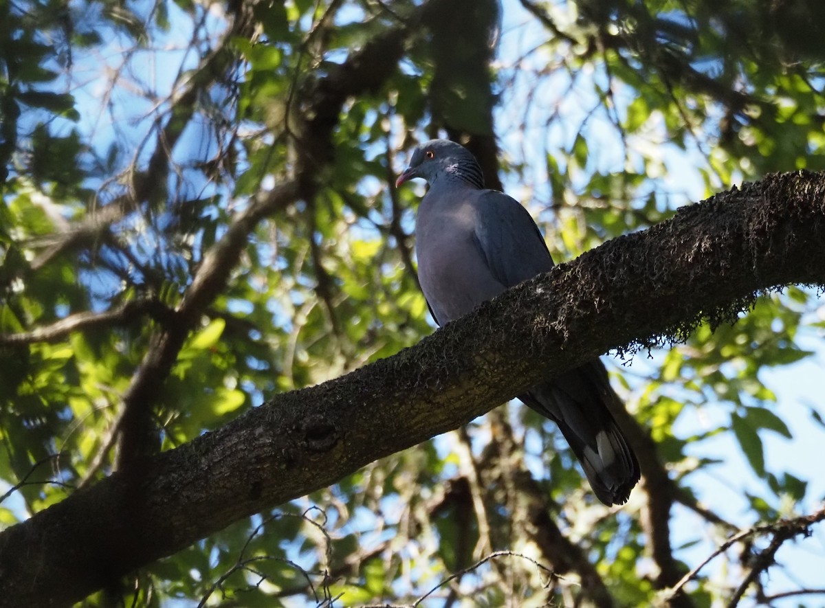 Bolle's Pigeon - ML646590492