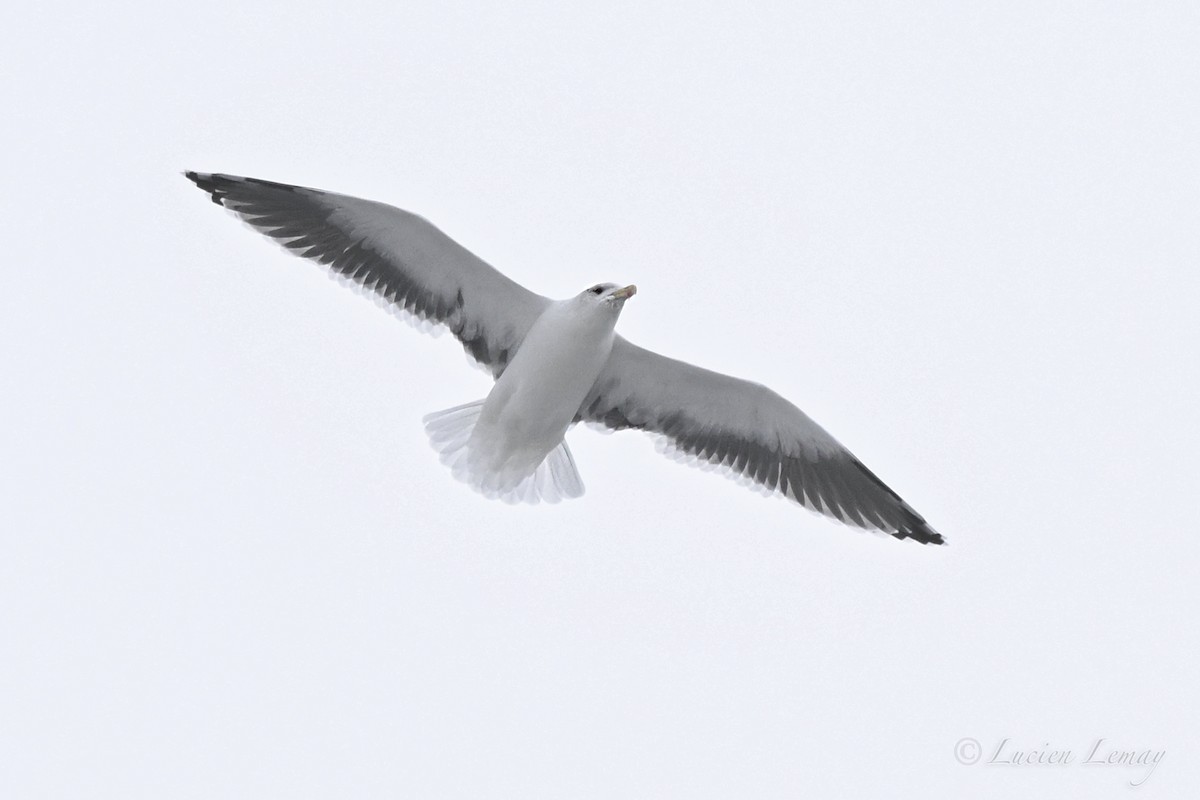 שחף ימי - ML646590495
