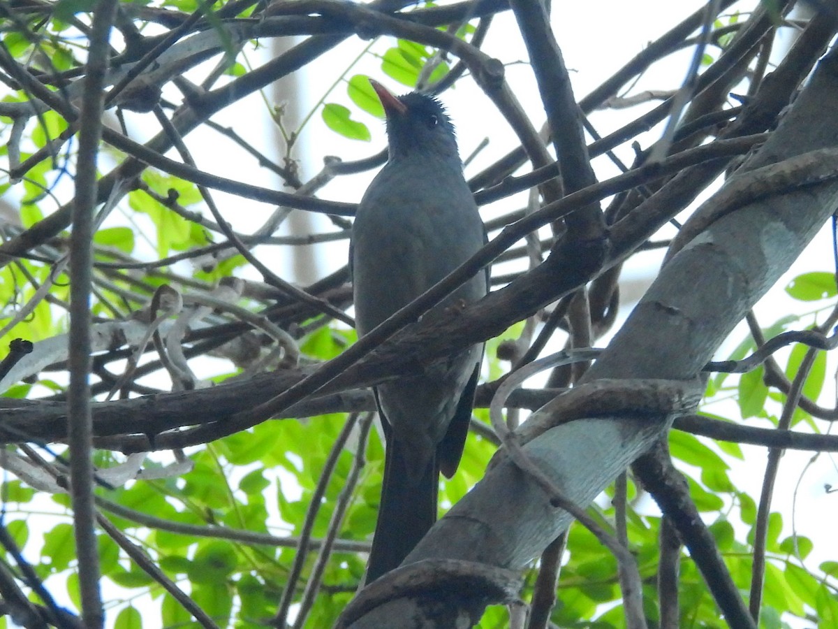 Malagasy Bulbul - ML646590497