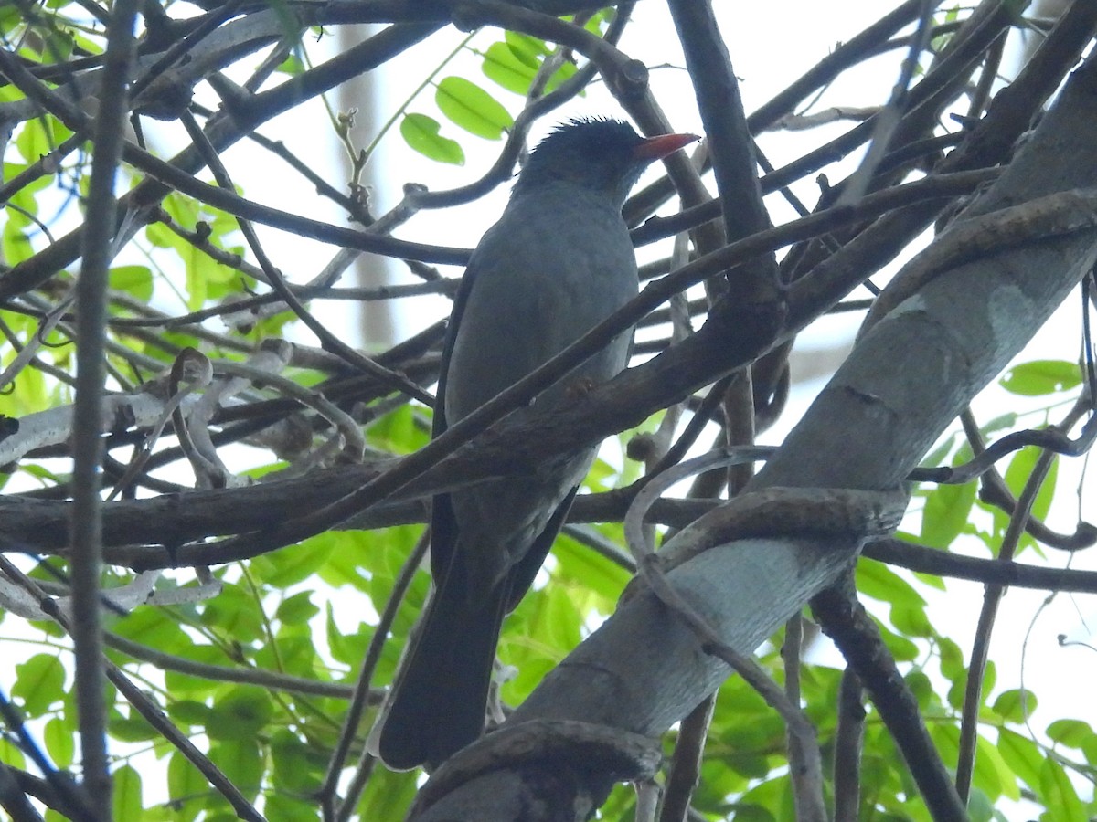 Malagasy Bulbul - ML646590498