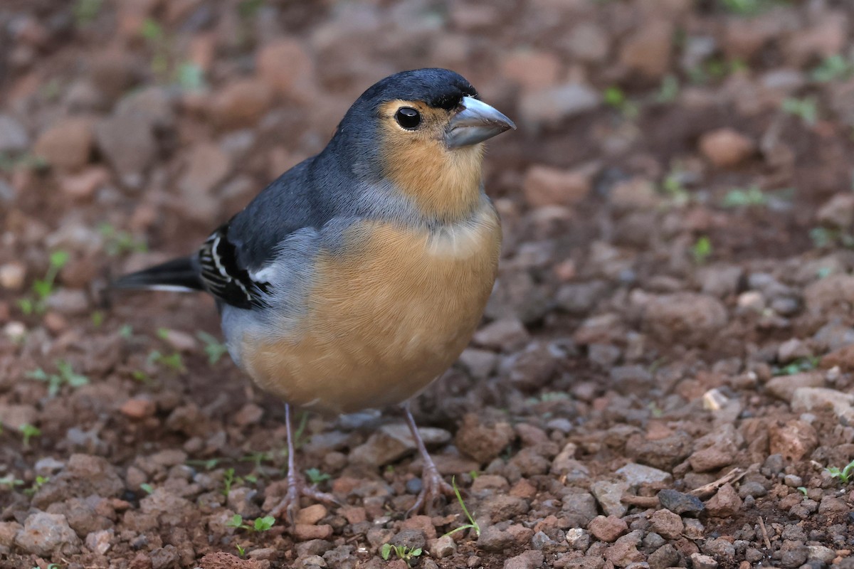 pěnkava pankanárská (ssp. canariensis/ombriosa) - ML646590502
