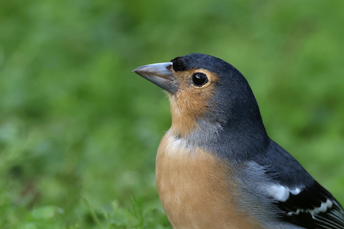 pěnkava pankanárská (ssp. canariensis/ombriosa) - ML646590503