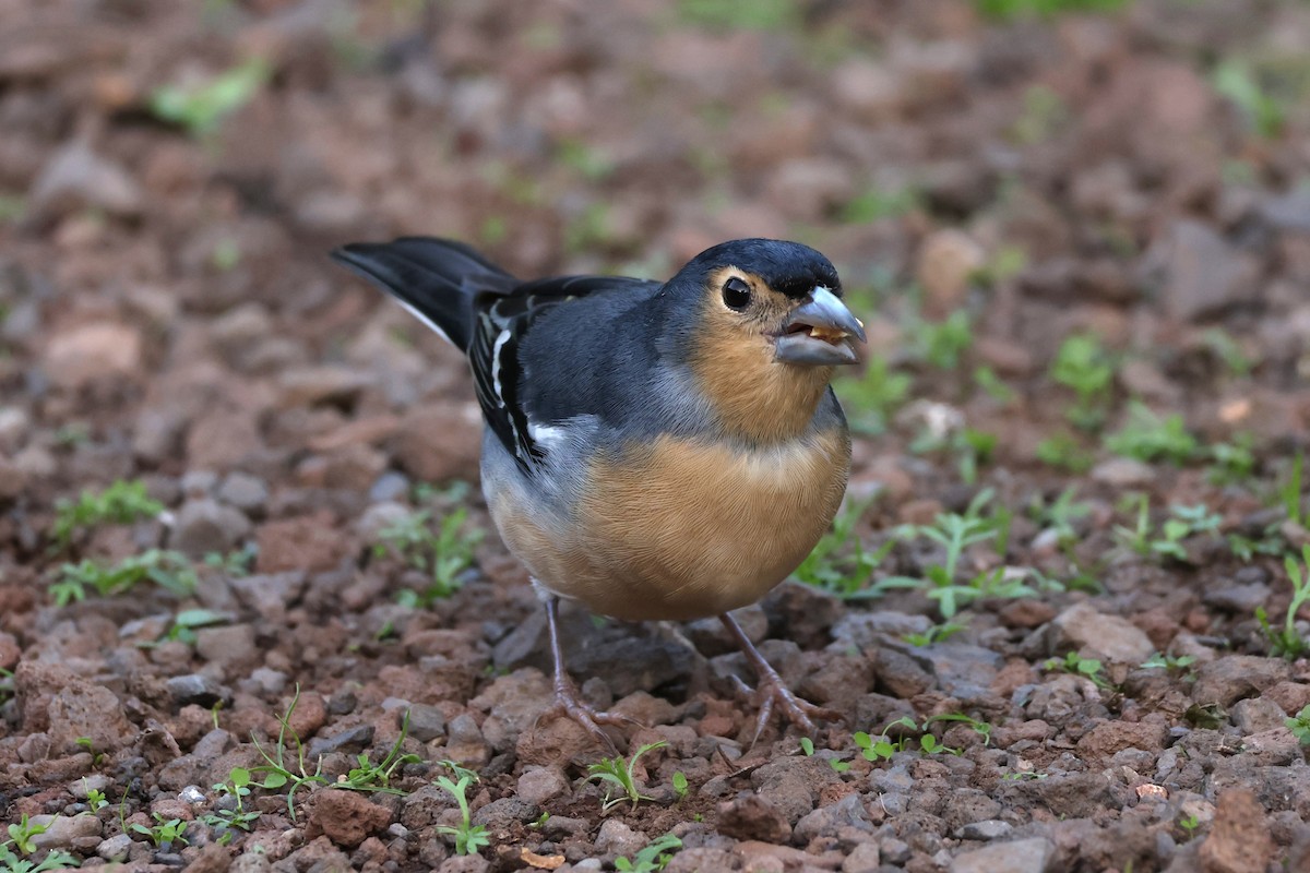 pěnkava pankanárská (ssp. canariensis/ombriosa) - ML646590504