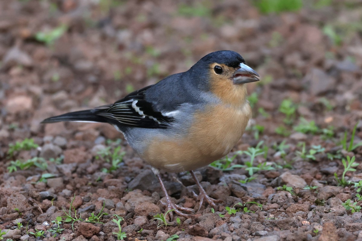 pěnkava pankanárská (ssp. canariensis/ombriosa) - ML646590505