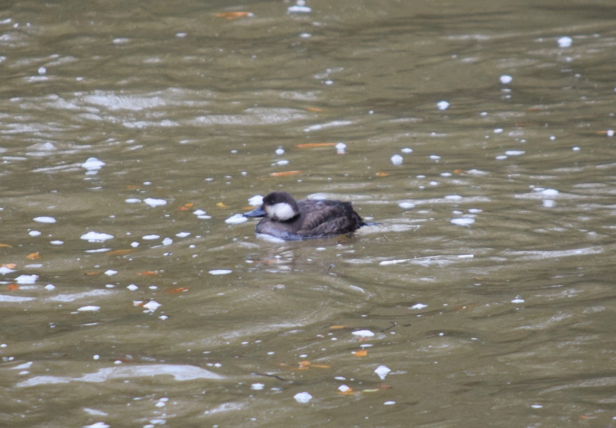 Pazifiktrauerente - ML646590506