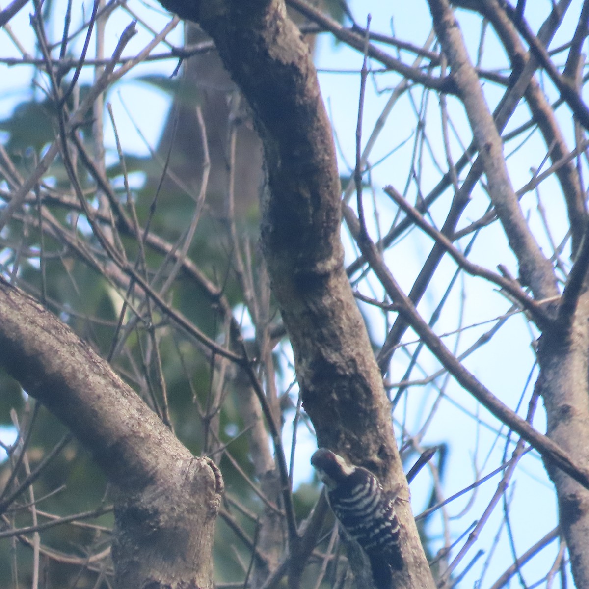 Grauscheitelspecht - ML646590507