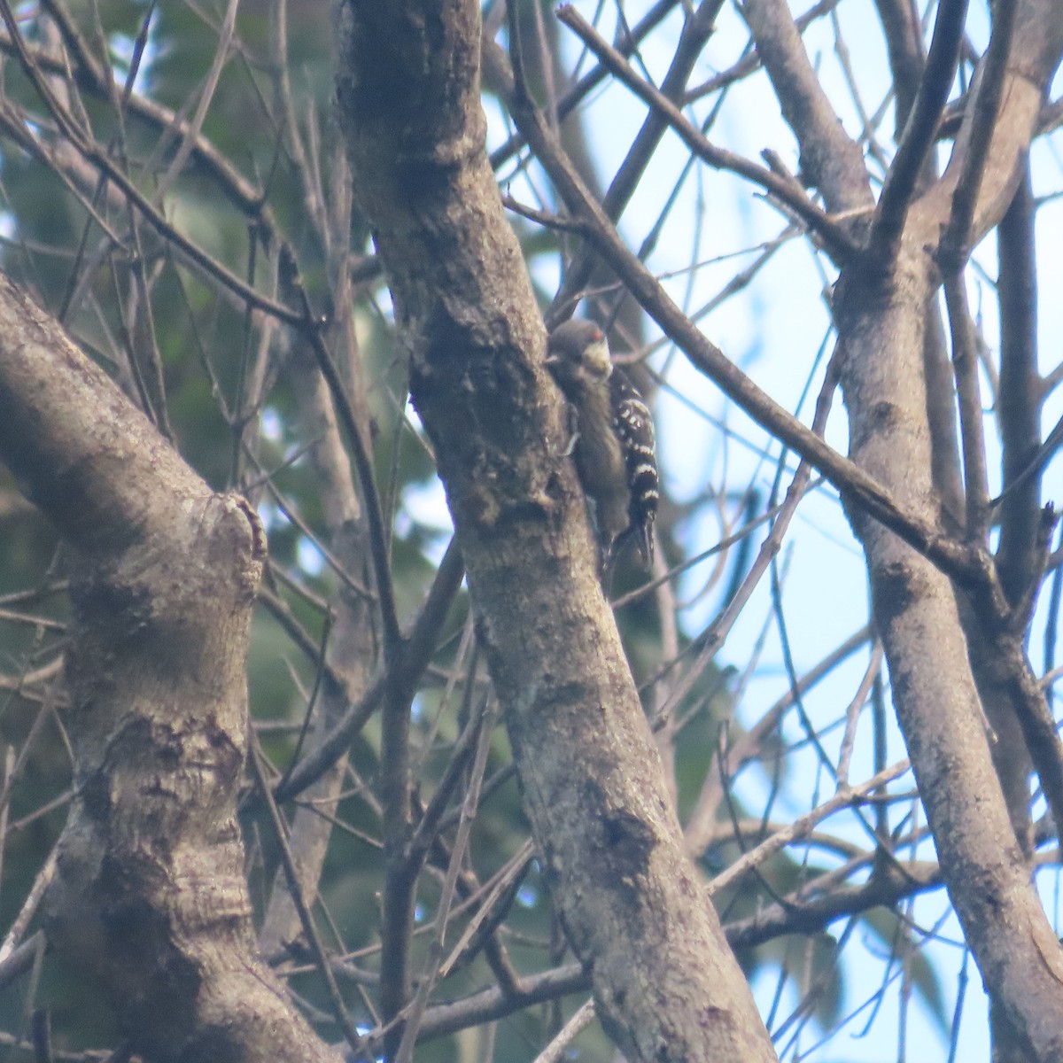 Grauscheitelspecht - ML646590508