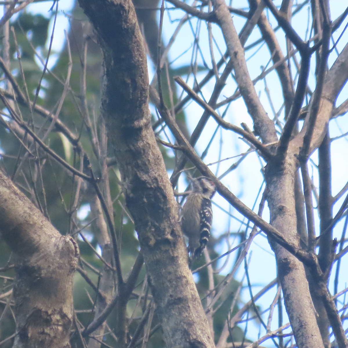 Grauscheitelspecht - ML646590509