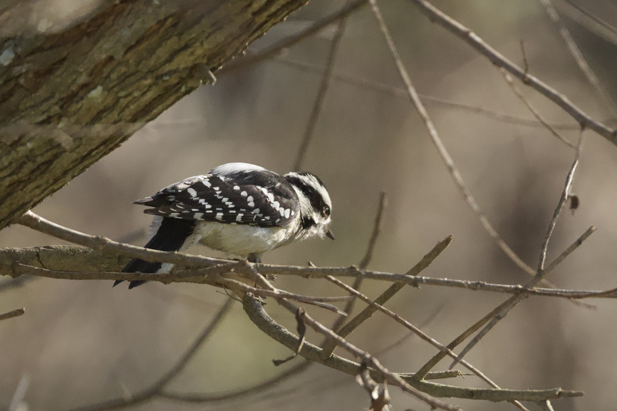 Downy Woodpecker - ML646590511