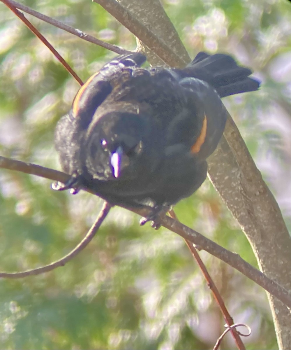 rødvingetrupial (phoeniceus gr.) - ML646590513