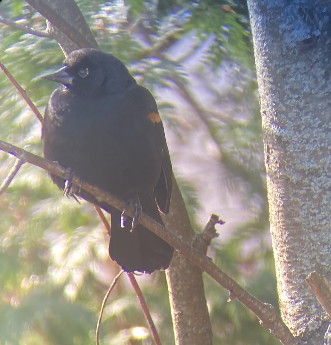 rødvingetrupial (phoeniceus gr.) - ML646590514