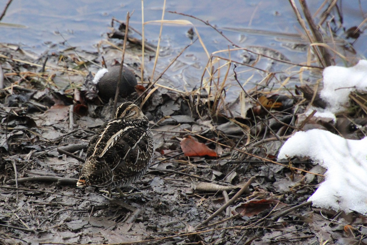 Wilson's Snipe - ML646590516