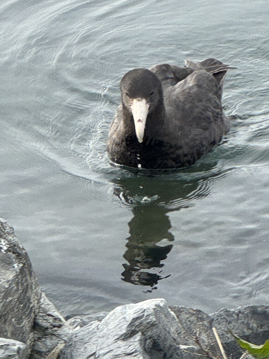 sørkjempepetrell - ML646590517