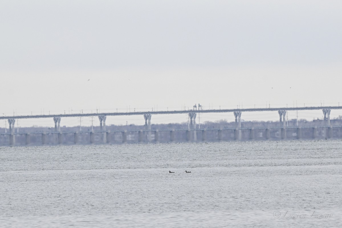 צוללן צפוני - ML646590518