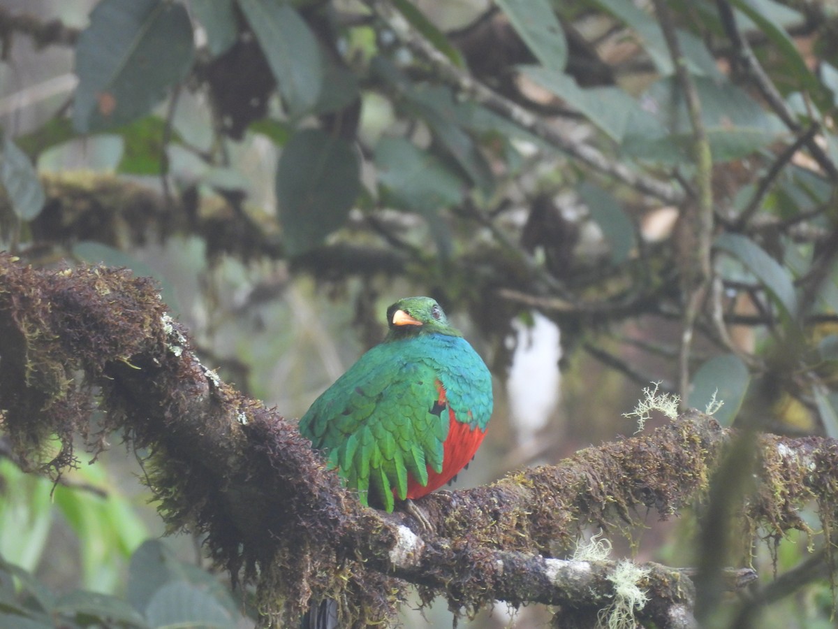 Quetzal doré - ML646590525