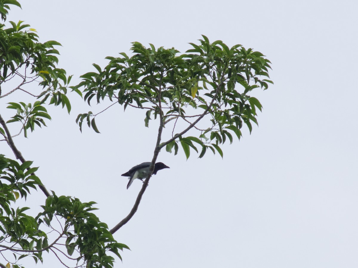 Черноголовый воронец - ML646590527