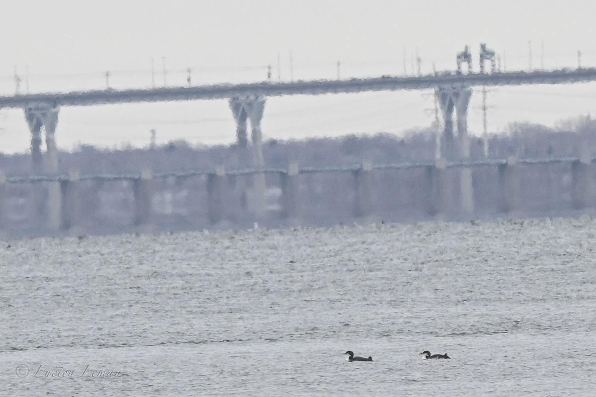 צוללן צפוני - ML646590533